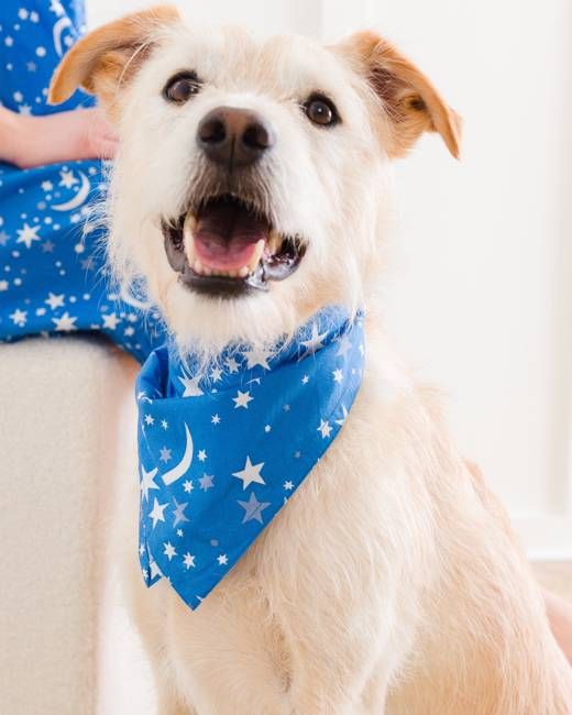 Celestial Skies - Pet Bandana - Beyond the Sea