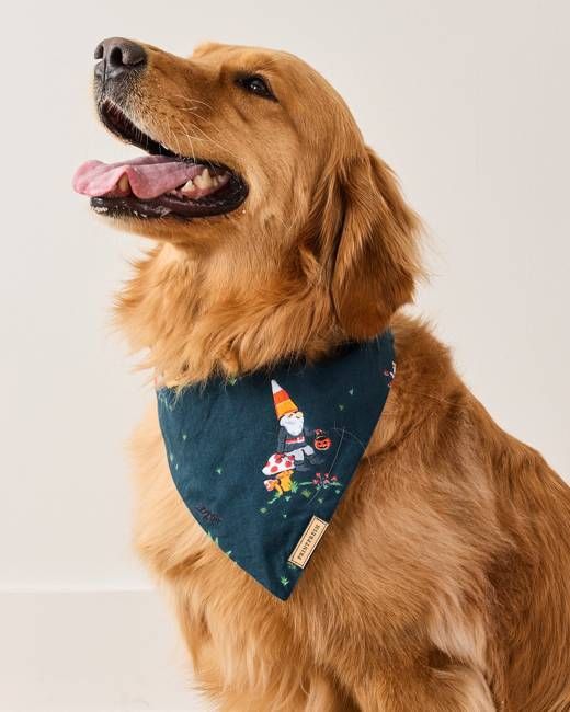 Mischief Night - Pet Bandana - Nightfall Blue