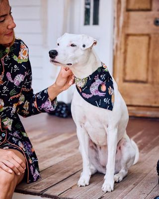 Monster Mash - Pet Bandana - Haunted House