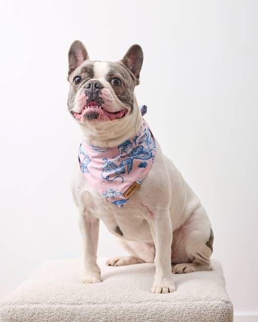 Mermaid Toile - Pet Bandana - Blush