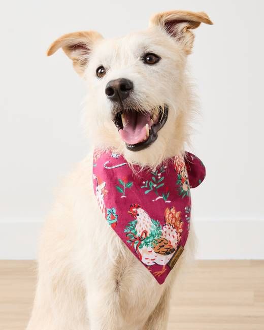 Holiday Hens - Lightweight Flannel Pet Bandana - Burgundy
