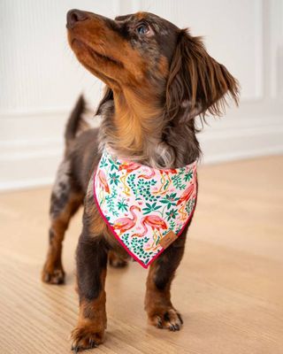 PF x The Foggy Dog Flock of Flamingos - Dog Bandana - Rose