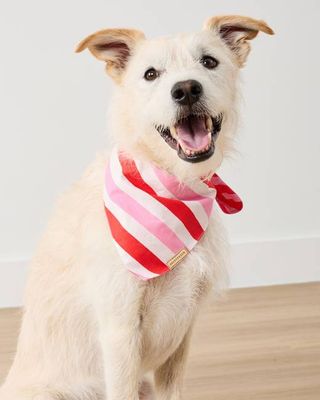 Taffy Stripes - Pet Bandana - Peppermint Swirl